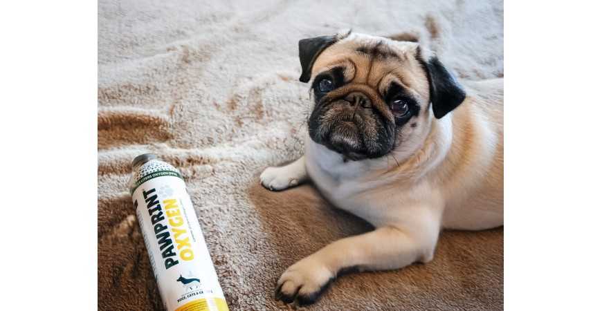 Problèmes respiratoires chez le chien | Symptômes et races les plus à risque