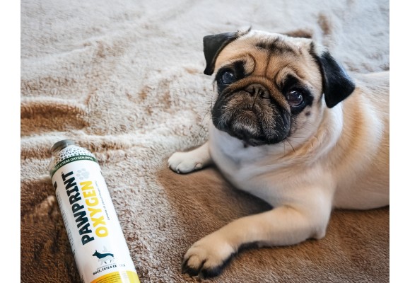 Problèmes respiratoires chez le chien | Symptômes et races les plus à risque