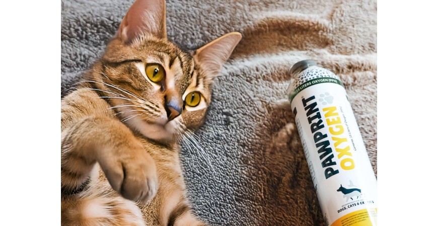 Difficoltà Respiratorie nel Gatto: Sintomi, Cause e Quando Chiamare il Veterinario
