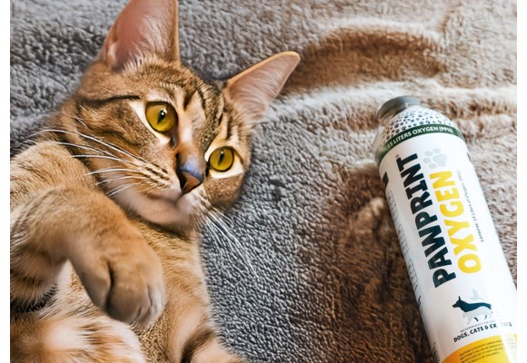 Difficultés respiratoires chez le chat : symptômes, causes et quand appeler le vétérinaire